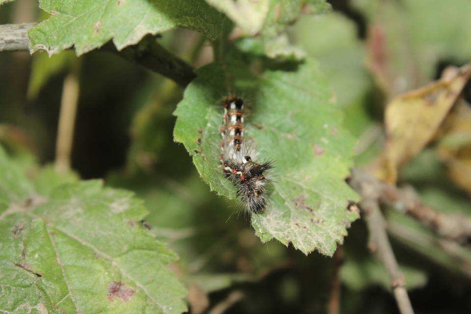 Acronicta rumicis - sóska-szigonyosbagoly