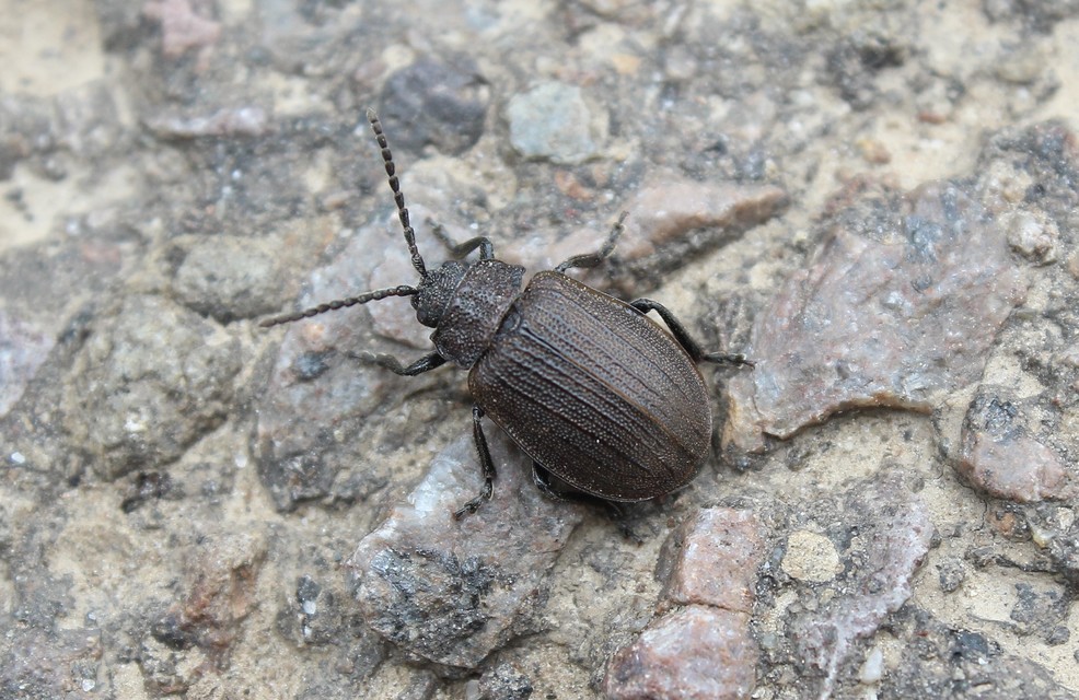 Galeruca pomonae - barna olajosbogár