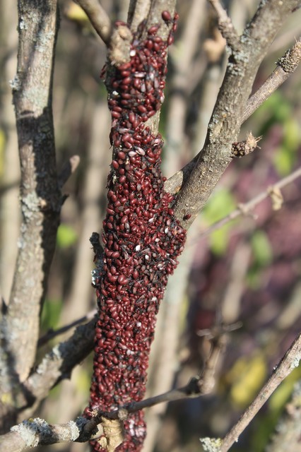 Oxycarenus lavaterae - hársbodobács