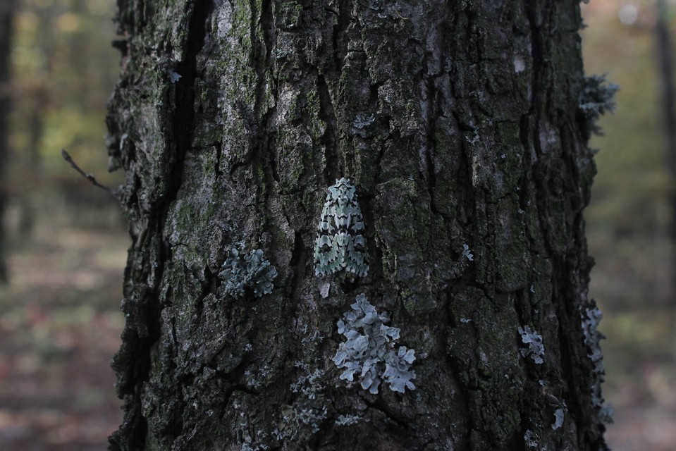 Griposia aprilina - őszi zöldbagoly