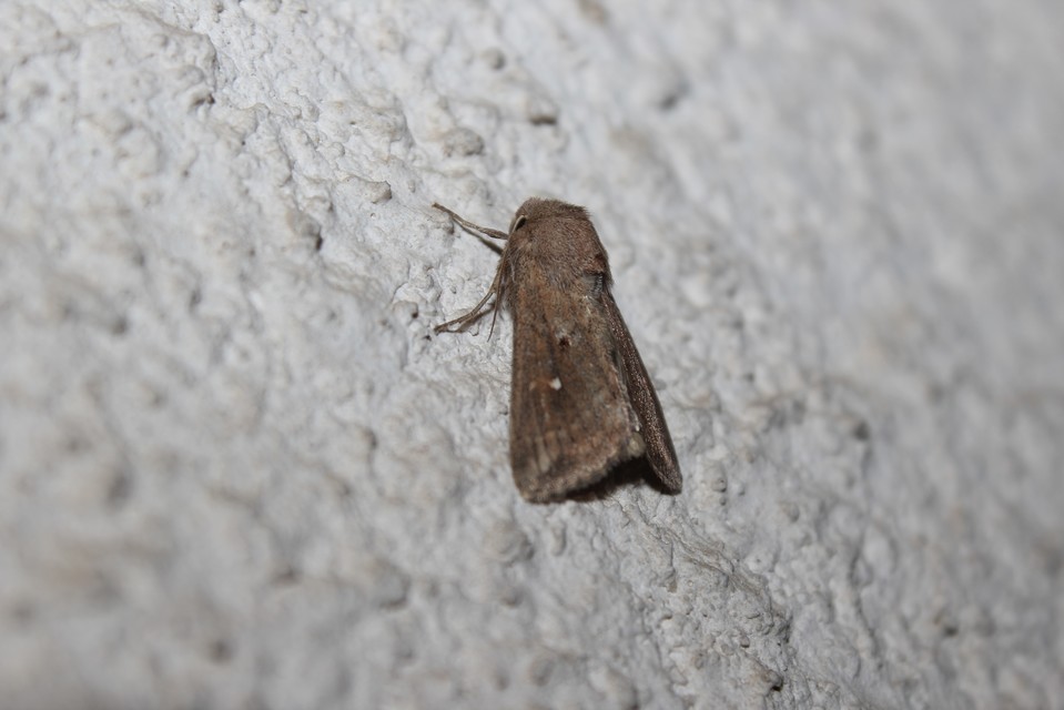 Mythimna albipuncta - fehérpettyes rétibagoly