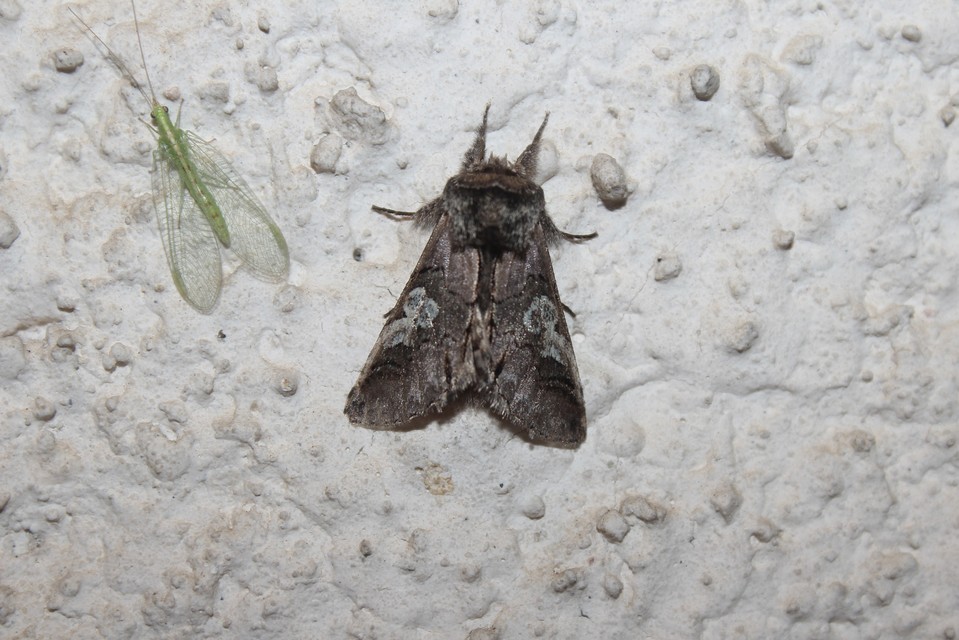 Diloba caeruleocephala - őszi kékesbagoly