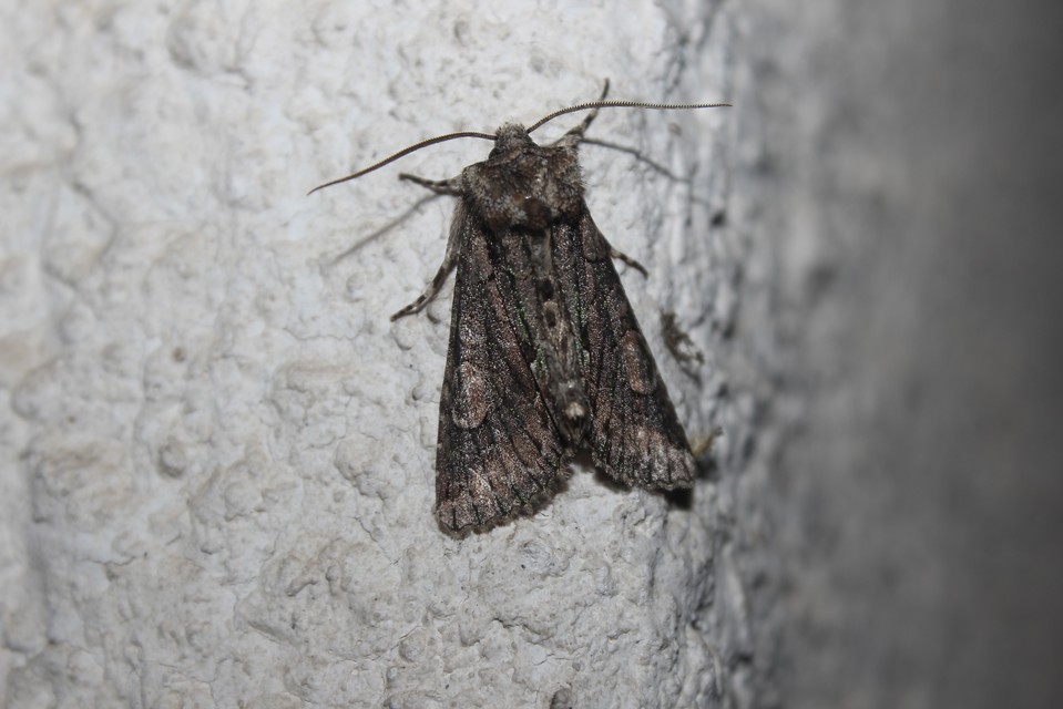 Allophyes oxyacanthae - galagonyabagoly