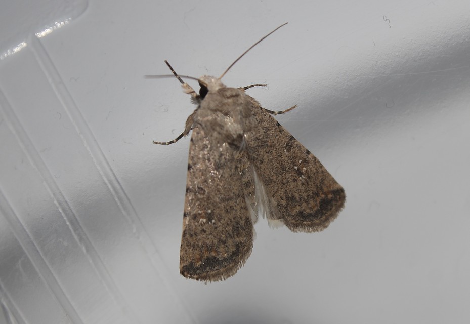 Paradrina clavipalpis - közönséges selymesbagoly