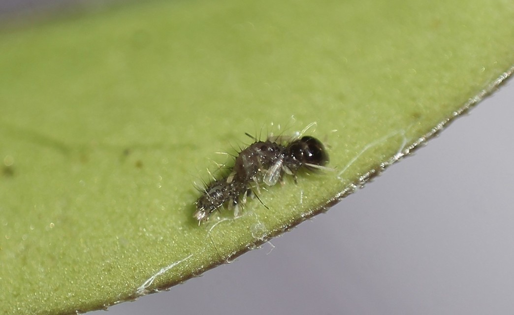 Polyphaenis sericata - selyemfényű erdeibagoly