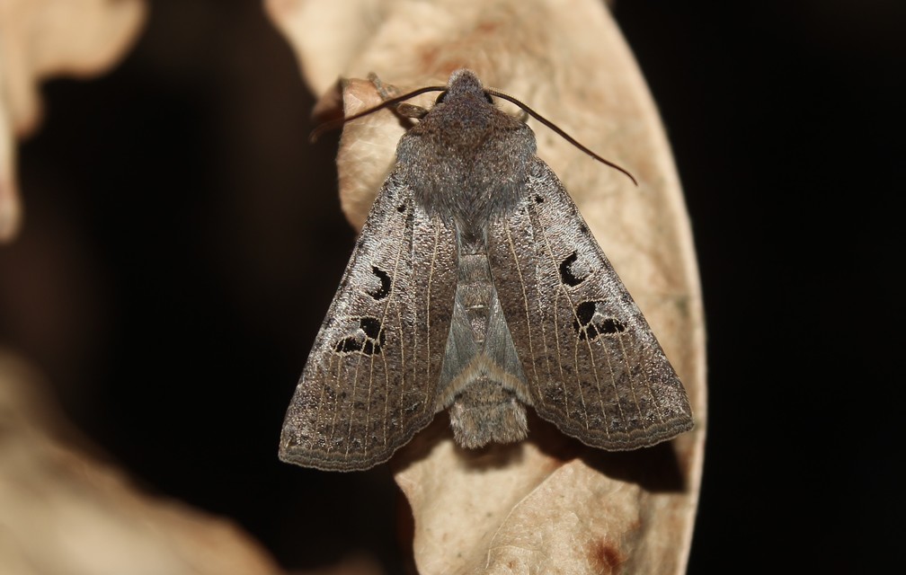Conistra rubiginosa - szürke télibagoly