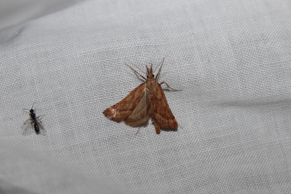 Synaphe punctalis - hosszúlábú fényilonca