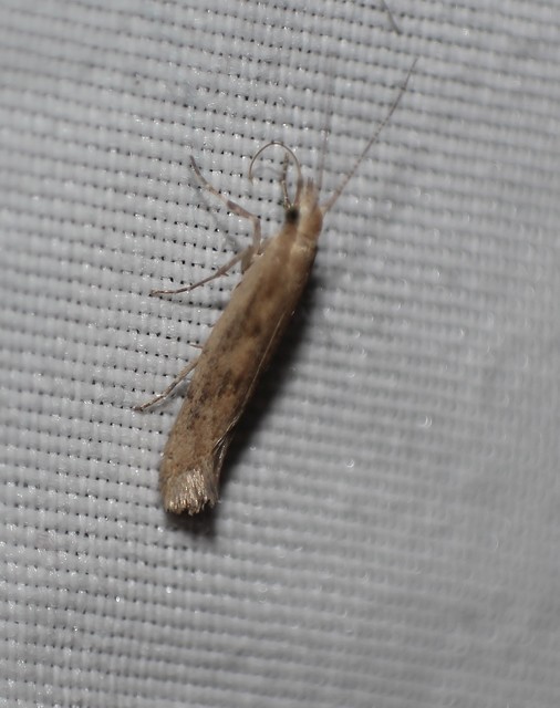 Plutella