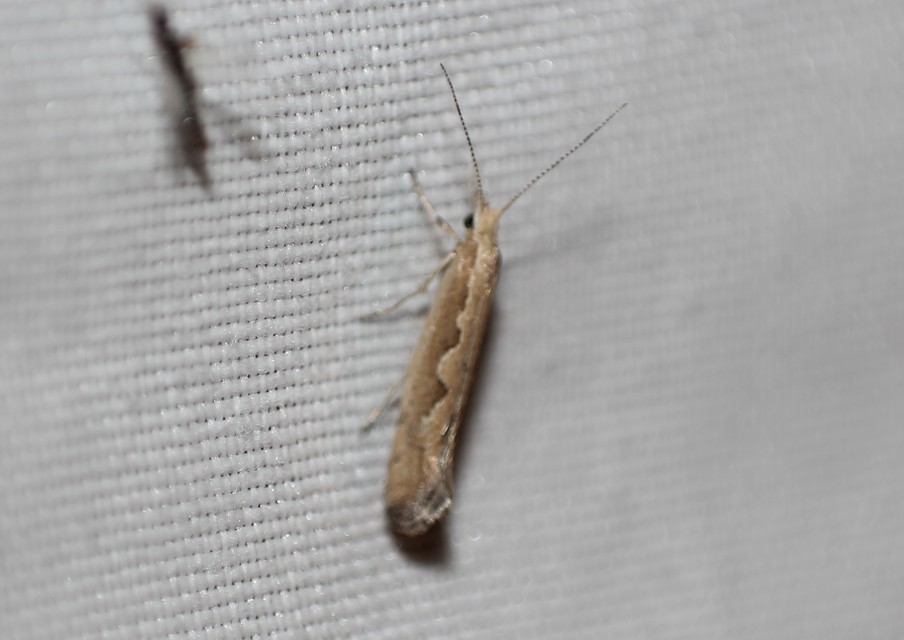 Plutella xylostella - káposztamoly