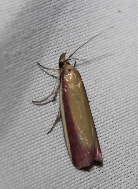 Oncocera semirubella - lucernamoly