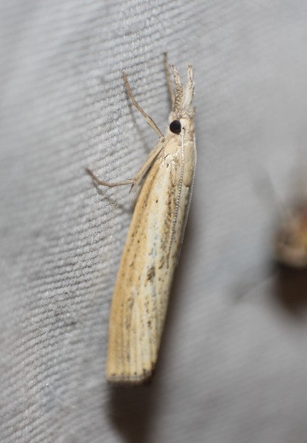 Agriphila inquinatella - közönséges fűgyökérmoly