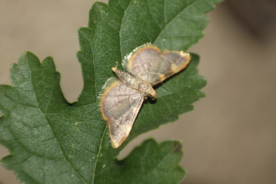 Hypsopygia costalis - szénailonca