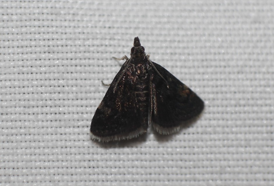Heliothela wulfeniana - fényes kormosmoly