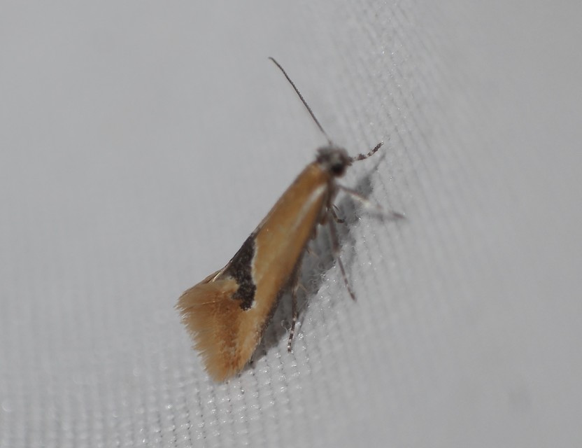 Batia internella/lambdella