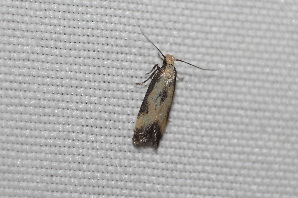 Brachmia dimidiella - citromkocsord-lápimoly