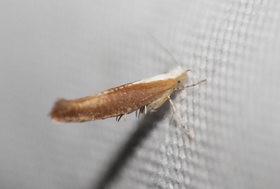 Argyresthia