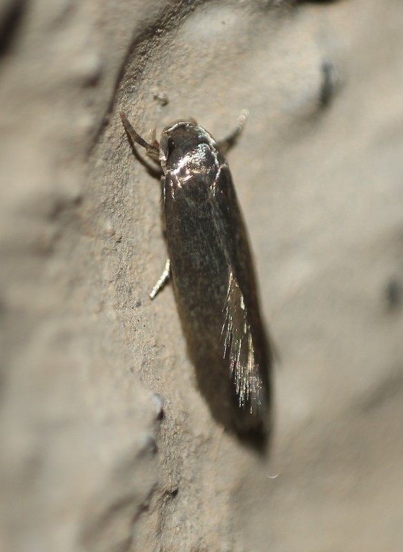 Heliozela resplendella/sericiella