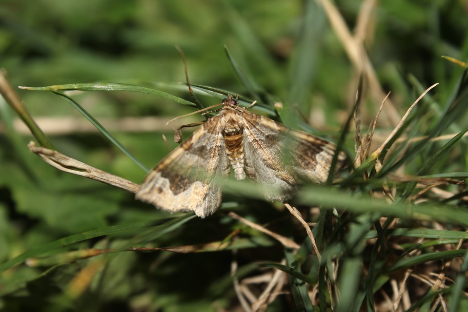 Pelurga comitata - nagy tarkaaraszoló