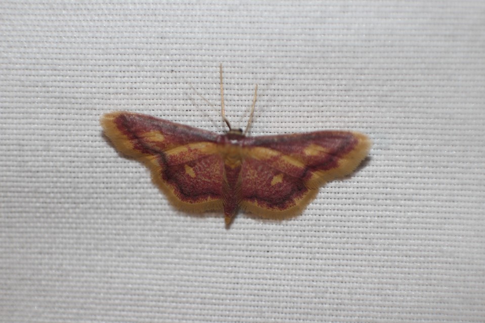 Idaea muricata - mocsári pirosaraszoló