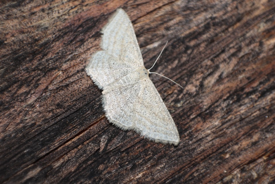 Scopula virgulata - vesszős sávosaraszoló