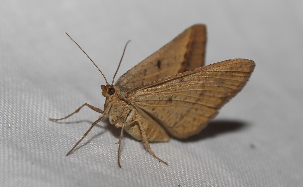 Tephrina arenacearia - lucerna-araszoló