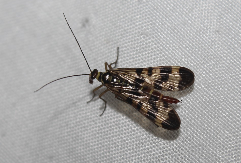 Panorpa vulgaris