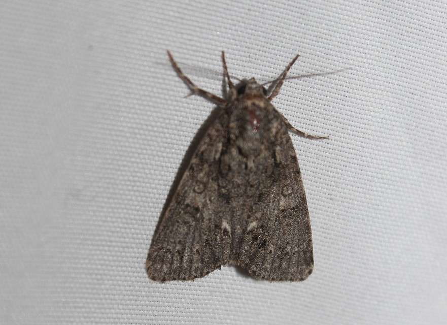 Acronicta rumicis - sóska-szigonyosbagoly