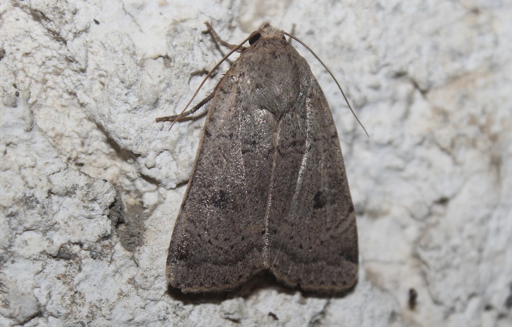 Noctua comes - kis sárgafűbagoly