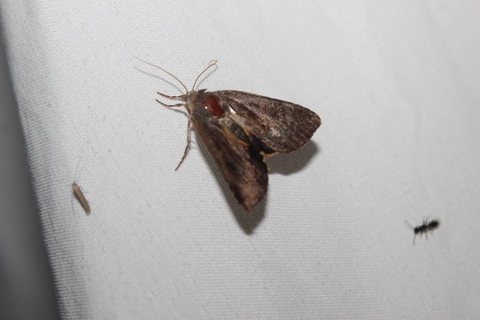 Noctua janthina - tarka sárgafűbagoly