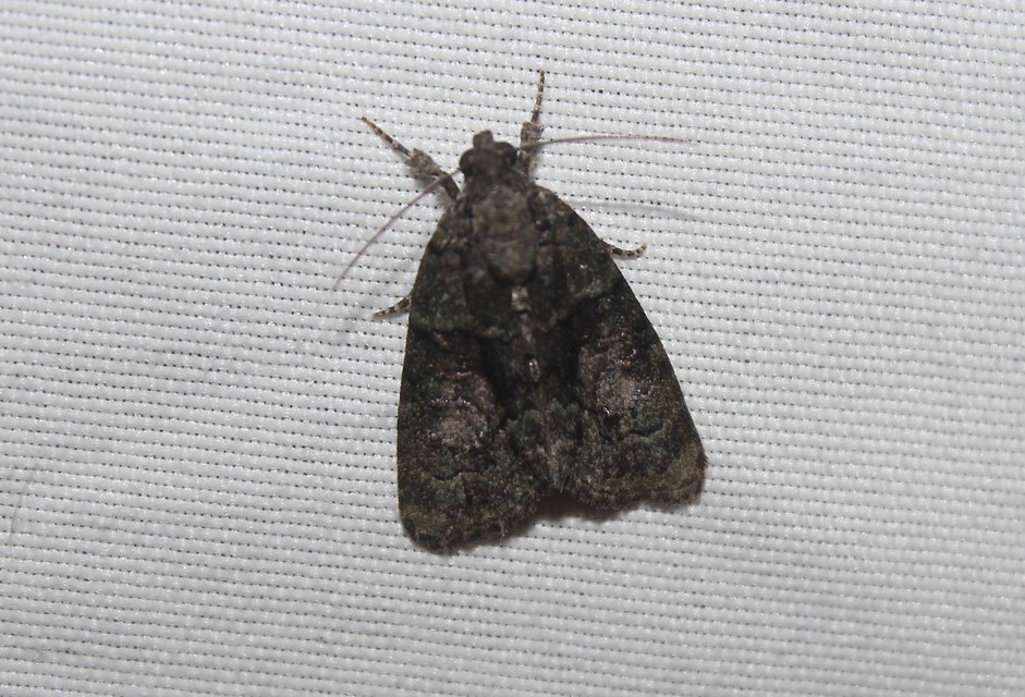Cryphia algae - sárgászöld zuzmóbagoly