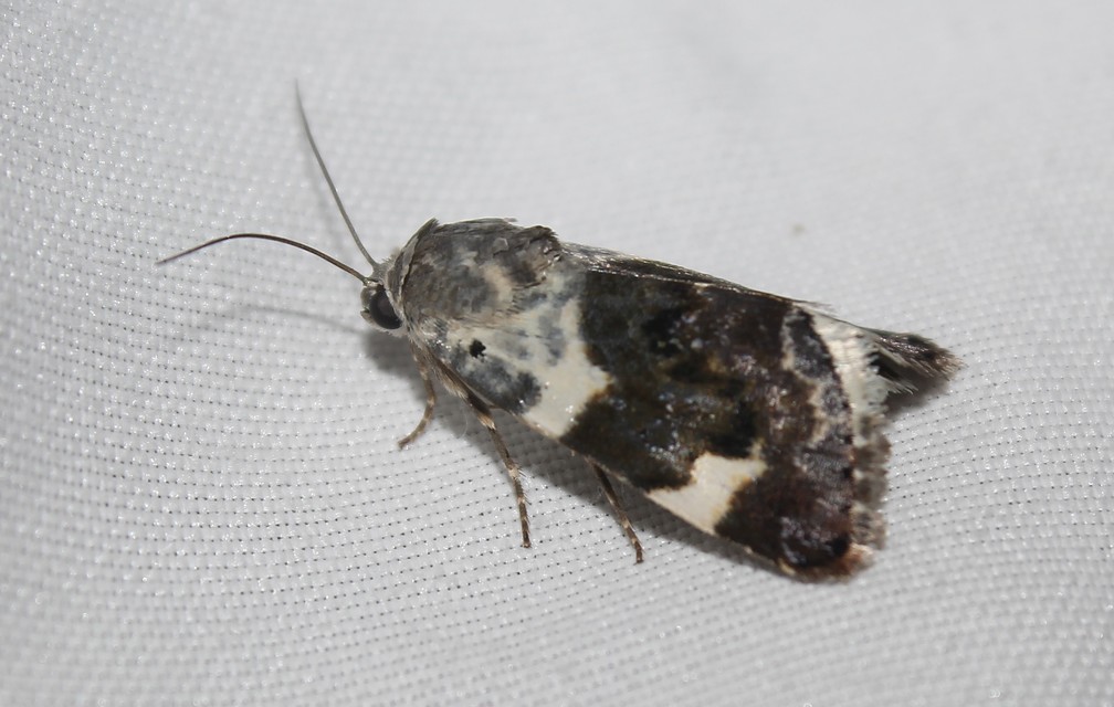 Acontia lucida - fehér nappalibagoly