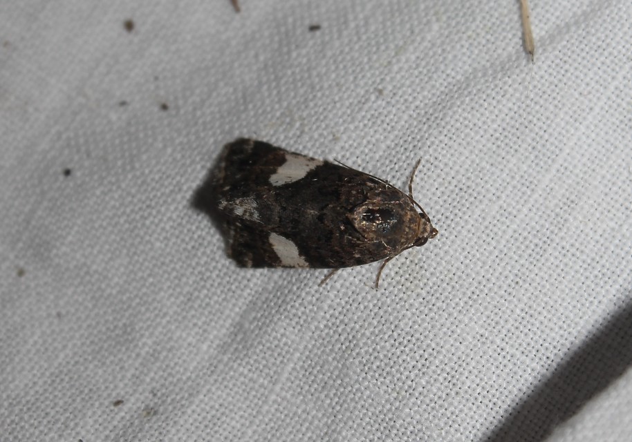 Tyta luctuosa - fekete nappalibagoly
