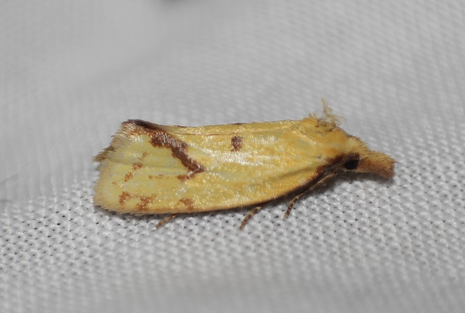 Agapeta hamana - közönséges sárgamoly