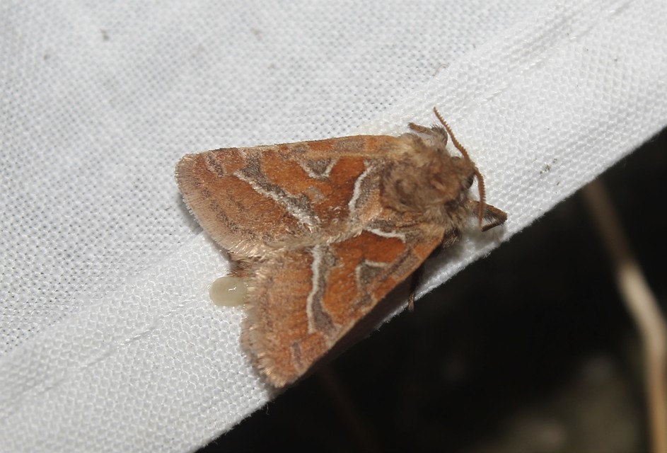 Triodia sylvina - kis gyökérrágólepke