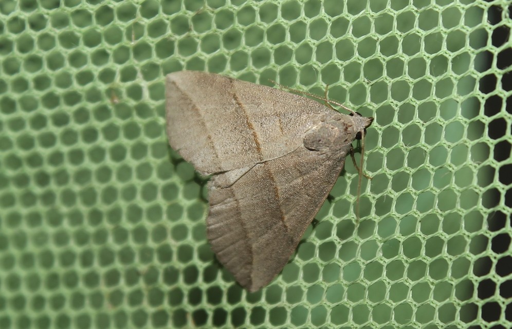 Colobochyla salicalis - háromsávos törpebagoly