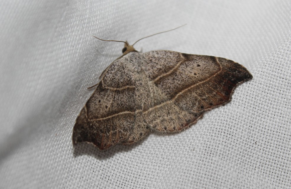Laspeyria flexula - zuzmóbagoly