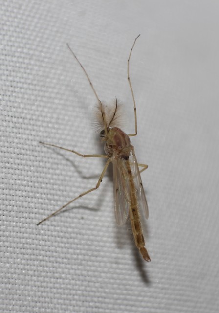 Chironomidae - árvaszúnyogok