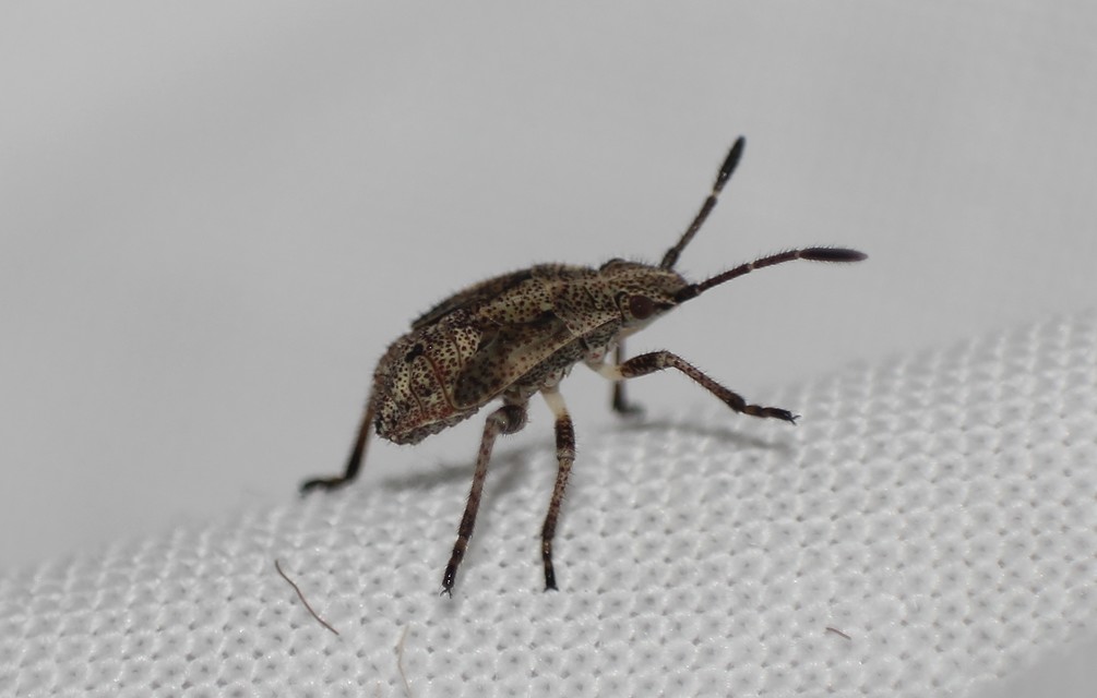 Rhopalidae - üvegpoloskák