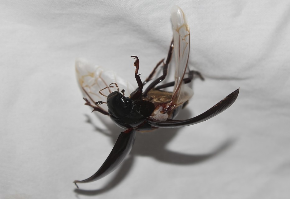 Hydrophilus piceus - közönséges óriáscsibor