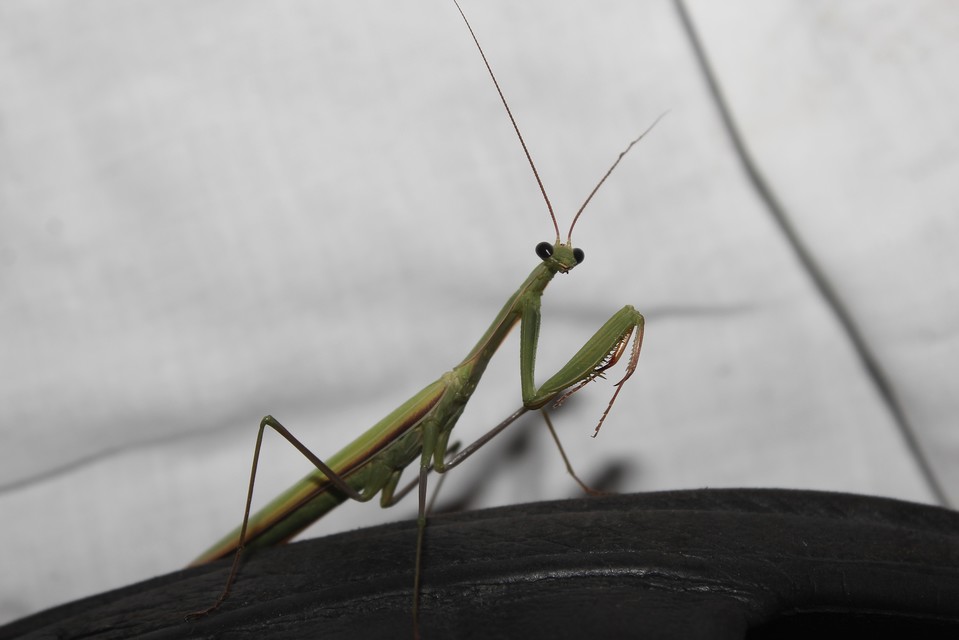 Mantis religiosa - imádkozósáska