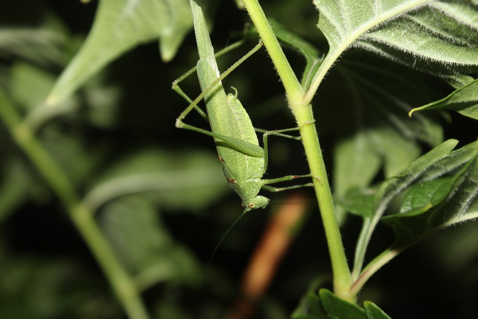 Phaneroptera nana - pontozott repülőszöcske