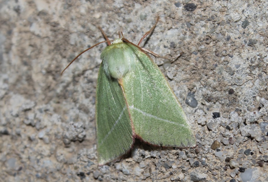 Pseudoips prasinana - bükkfa-zöldbagoly