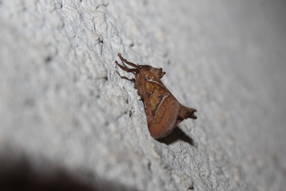 Triodia sylvina - kis gyökérrágólepke