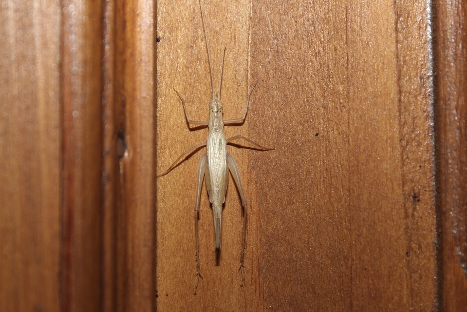 Oecanthus pellucens - pirregőtücsök
