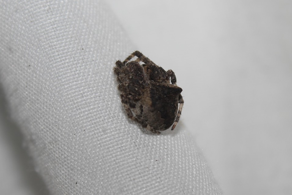 Araneus circe/angulatus