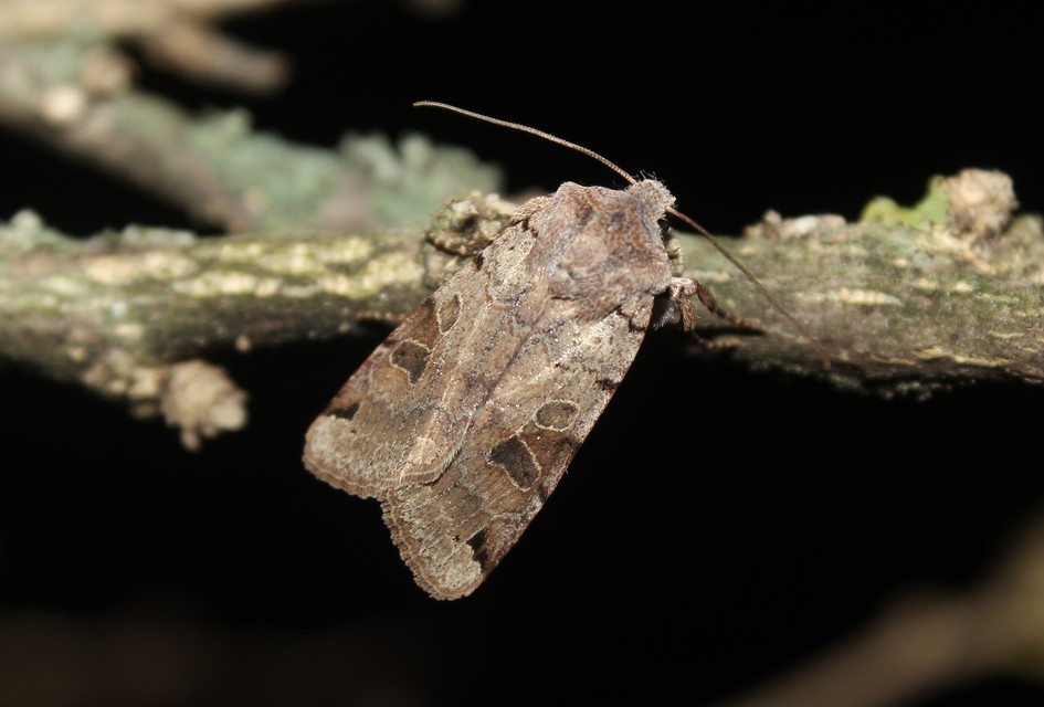 Anchoscelis litura - tarka őszibagoly