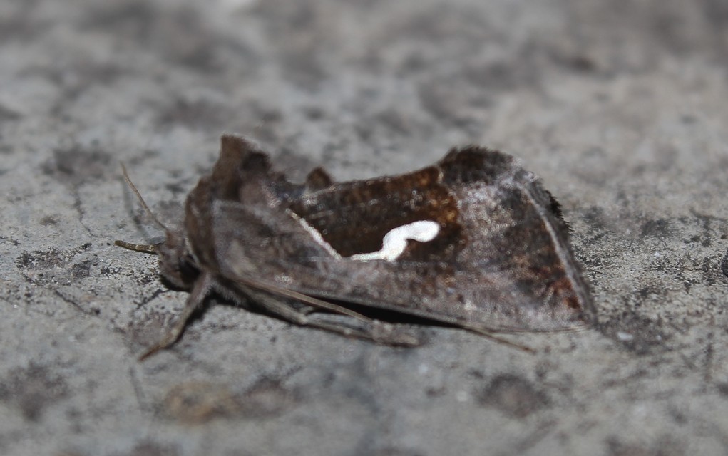 Macdunnoughia confusa - cseppfoltos ezüstbagoly