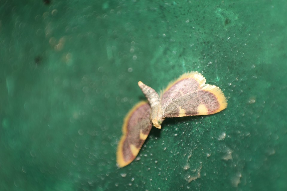 Hypsopygia costalis - szénailonca
