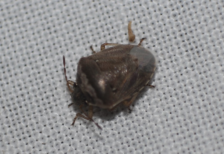 Eysarcoris ventralis - fakó feketefejű-poloska Eysarcoris ventralis - fakó feketefejű-poloska