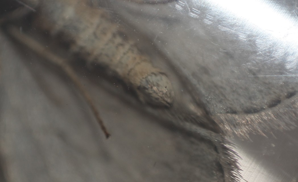 Epirrita